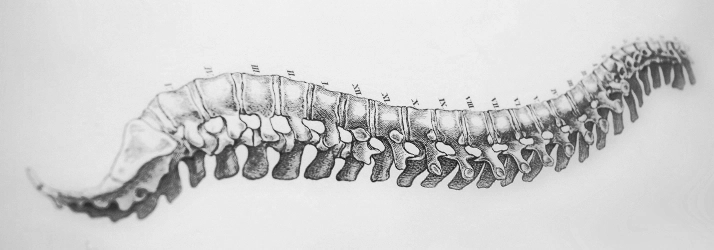 Chiropractic Cocoa Beach FL Spine Drawing